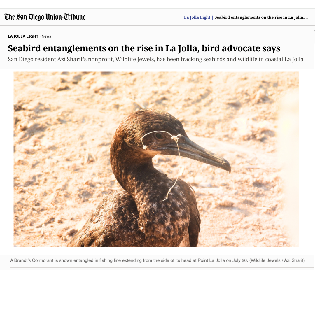 Wildlife Jewels-LJ-Light-Aug22-26-1.png
