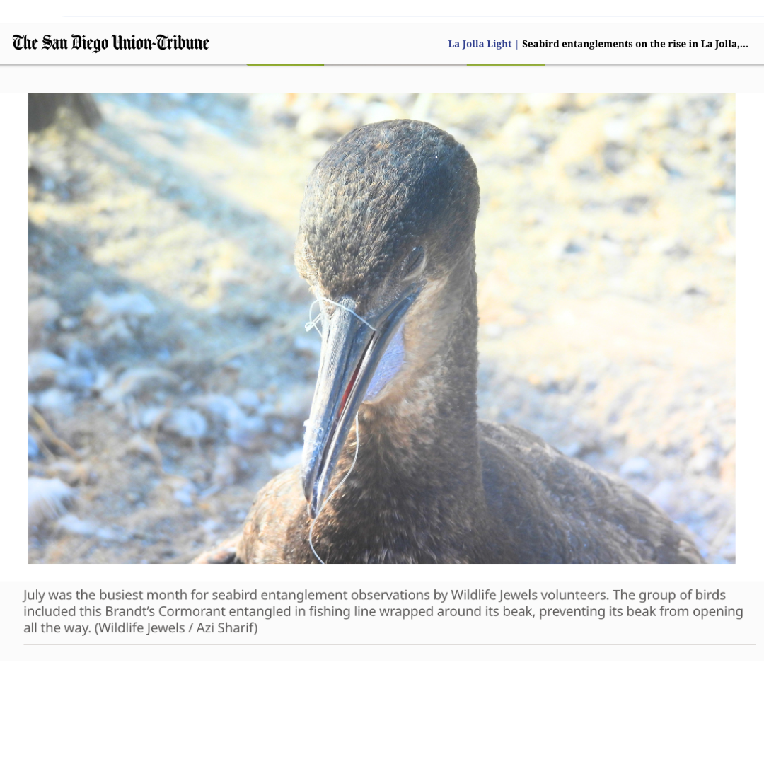 Wildlife Jewels-LJ-Light-Aug22-26-3.png