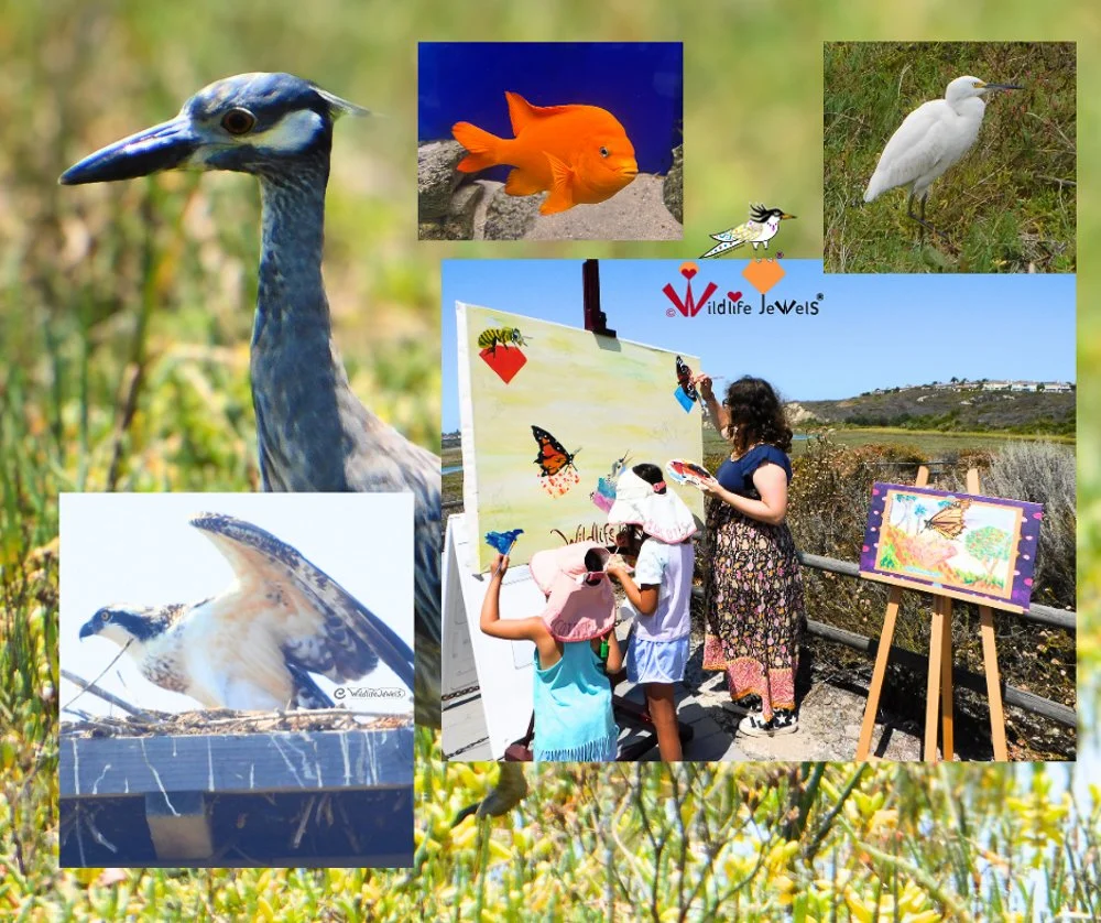 Celebrate California Biodiversity Day at the Back Bay Science Center