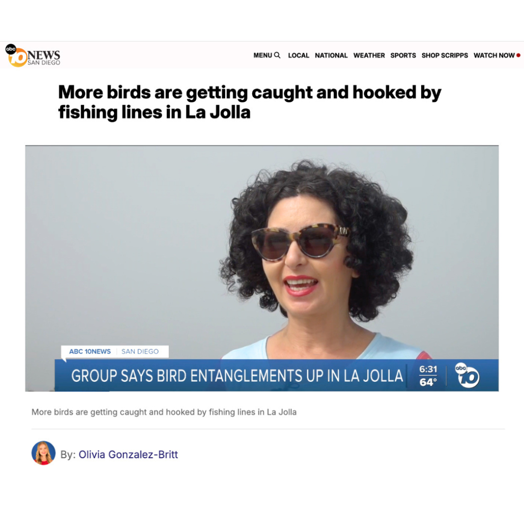 wildlife-jewels-abc-10news-la-jolla-seabird-entanglements-5Aug26.png