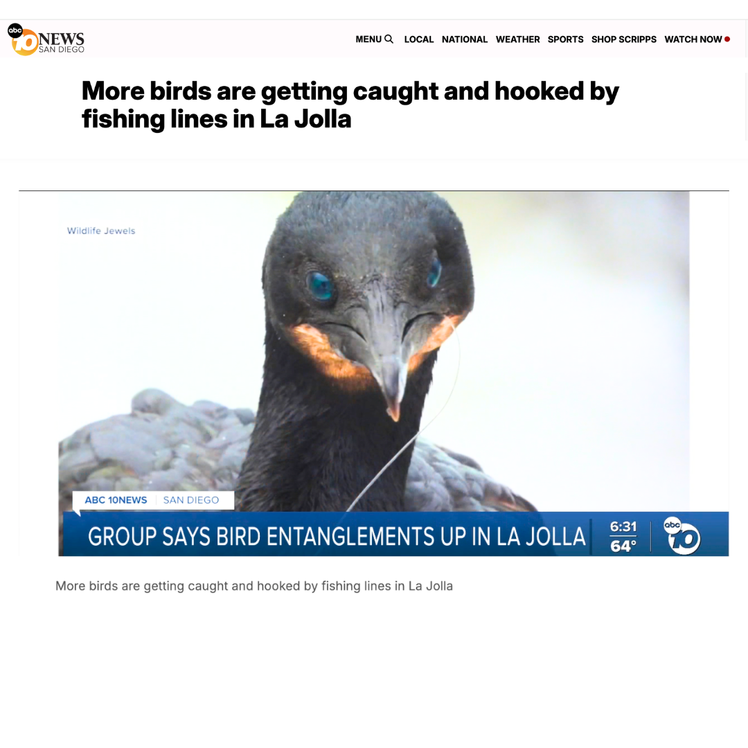 wildlife-jewels-abc-10news-la-jolla-seabird-entanglements-5Aug26-2.png