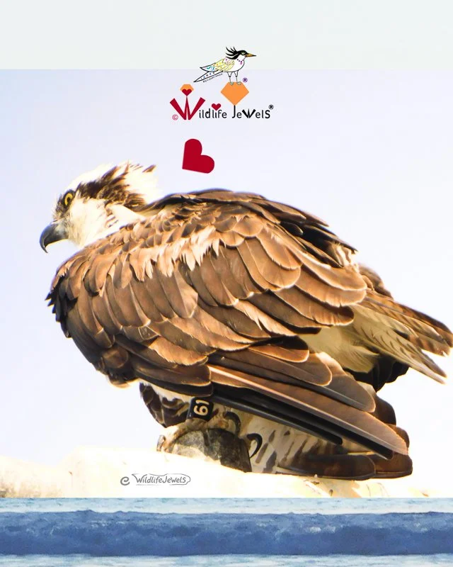 Osprey 61: A Remarkable 14-Year Journey from Montana to La Jolla