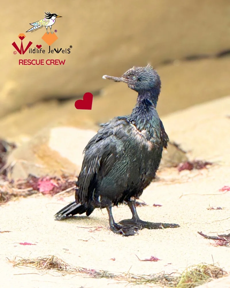 From Search to Rescue: Brandt’s Cormorant Gets a Second Chance in La Jolla
