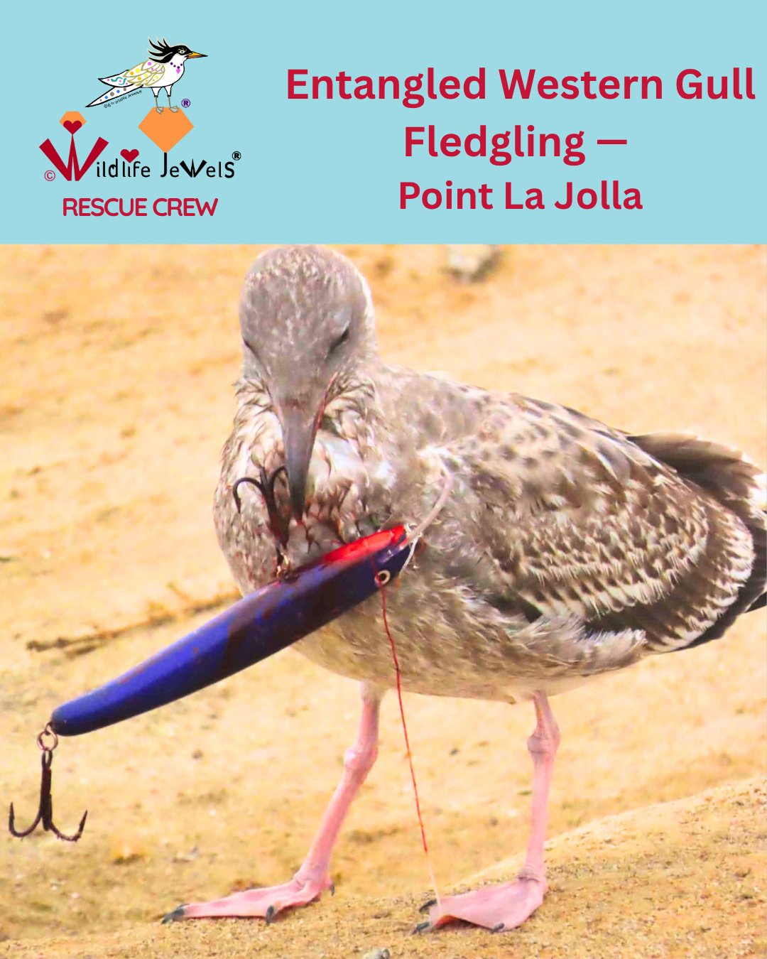 Another Western Gull Fledgling Entangled in Fishing Gear in La Jolla