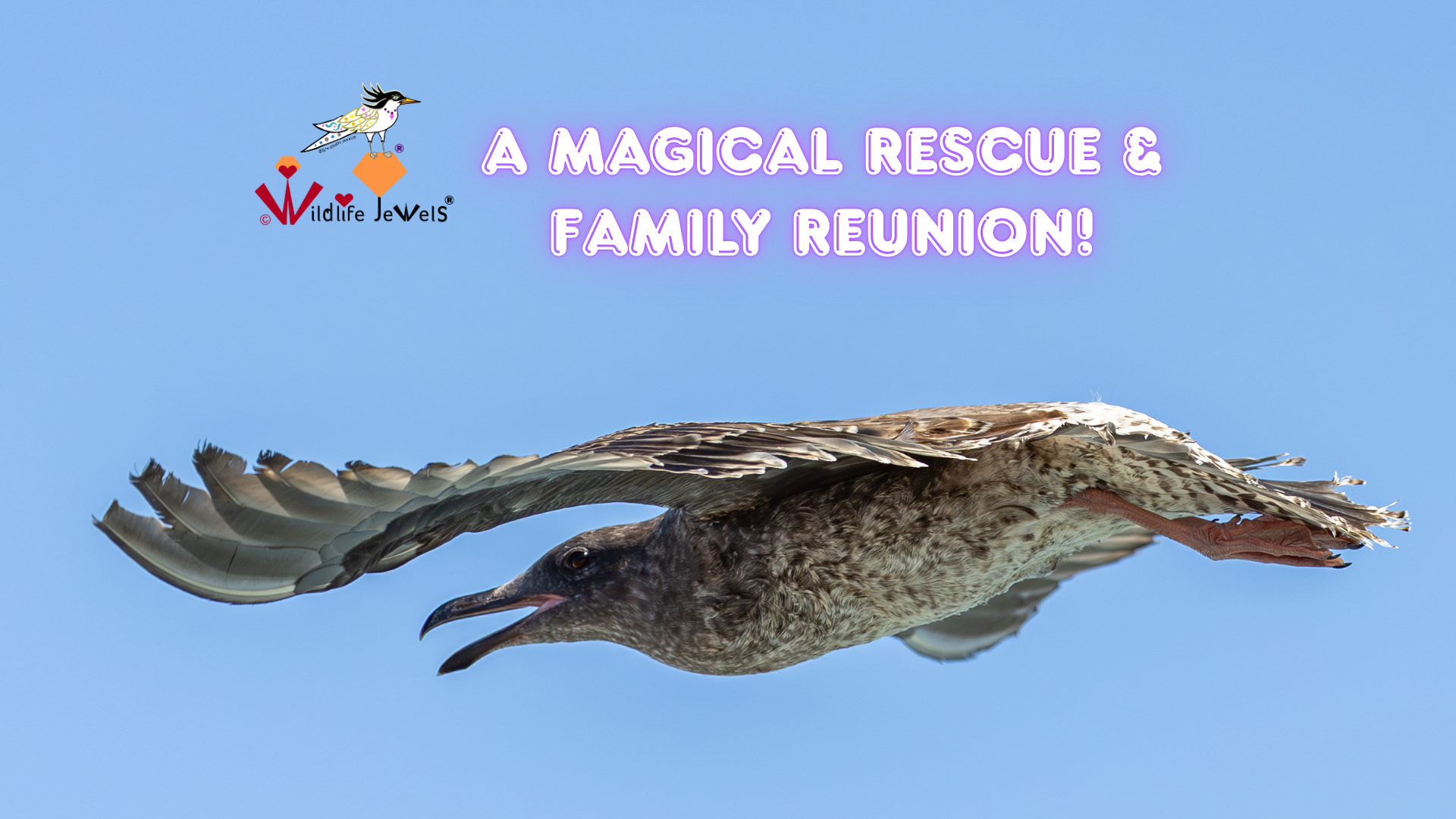 A Magical Western Gull Rescue: Ruby's Extraordinary Family Reunion on the San Diego Coast
