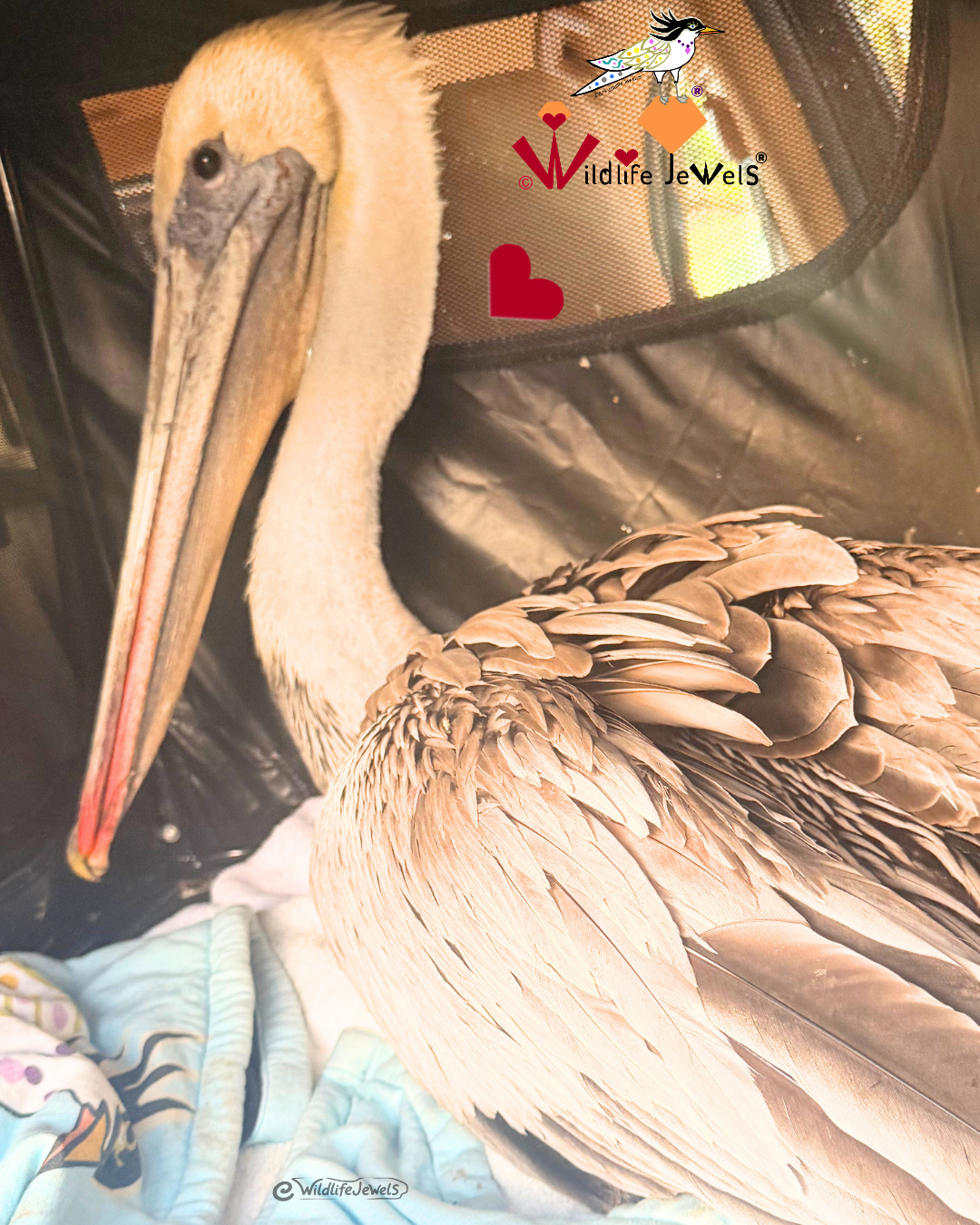 Brown Pelican Rescued in National City, California, by Wildlife Jewels Rescue Crew