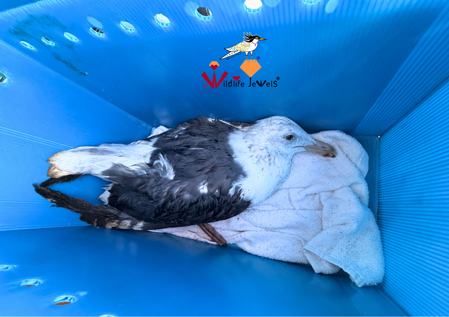 Wildlife Jewels Rescue Crew-4.png