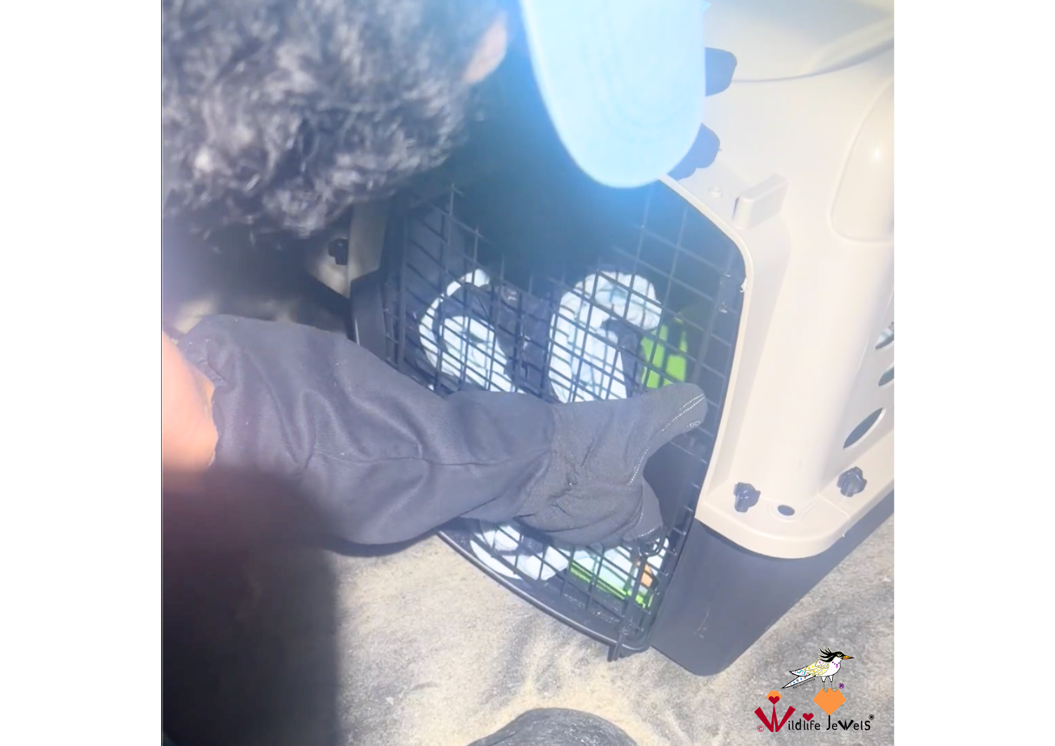 Wildlife Jewels Rescue Crew-2.png