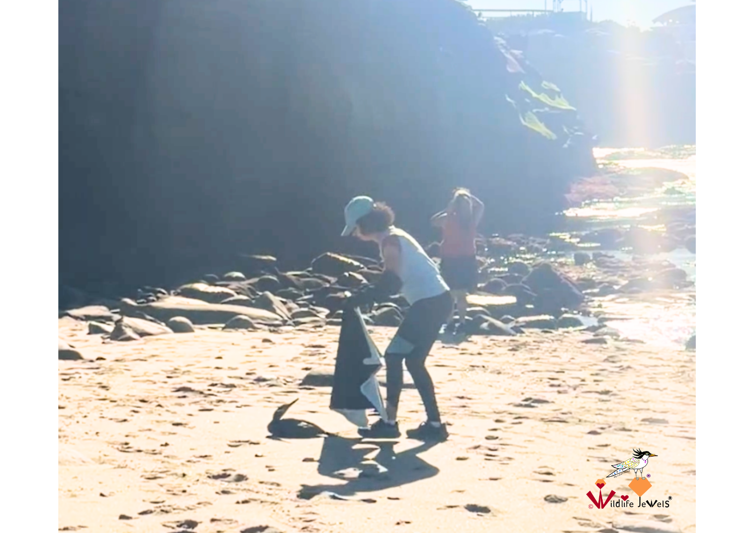 Four Seabirds Rescued in One Day Amid Southern California Seabird Crisis
