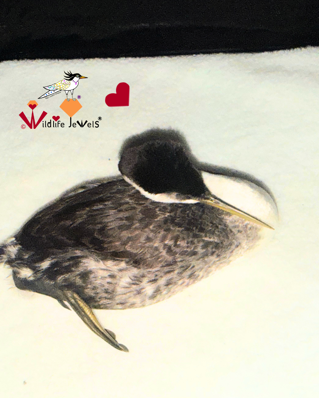 As Darkness Fell: Wildlife Jewels Rescues a Distressed Western Grebe in Cardiff-by-the-Sea