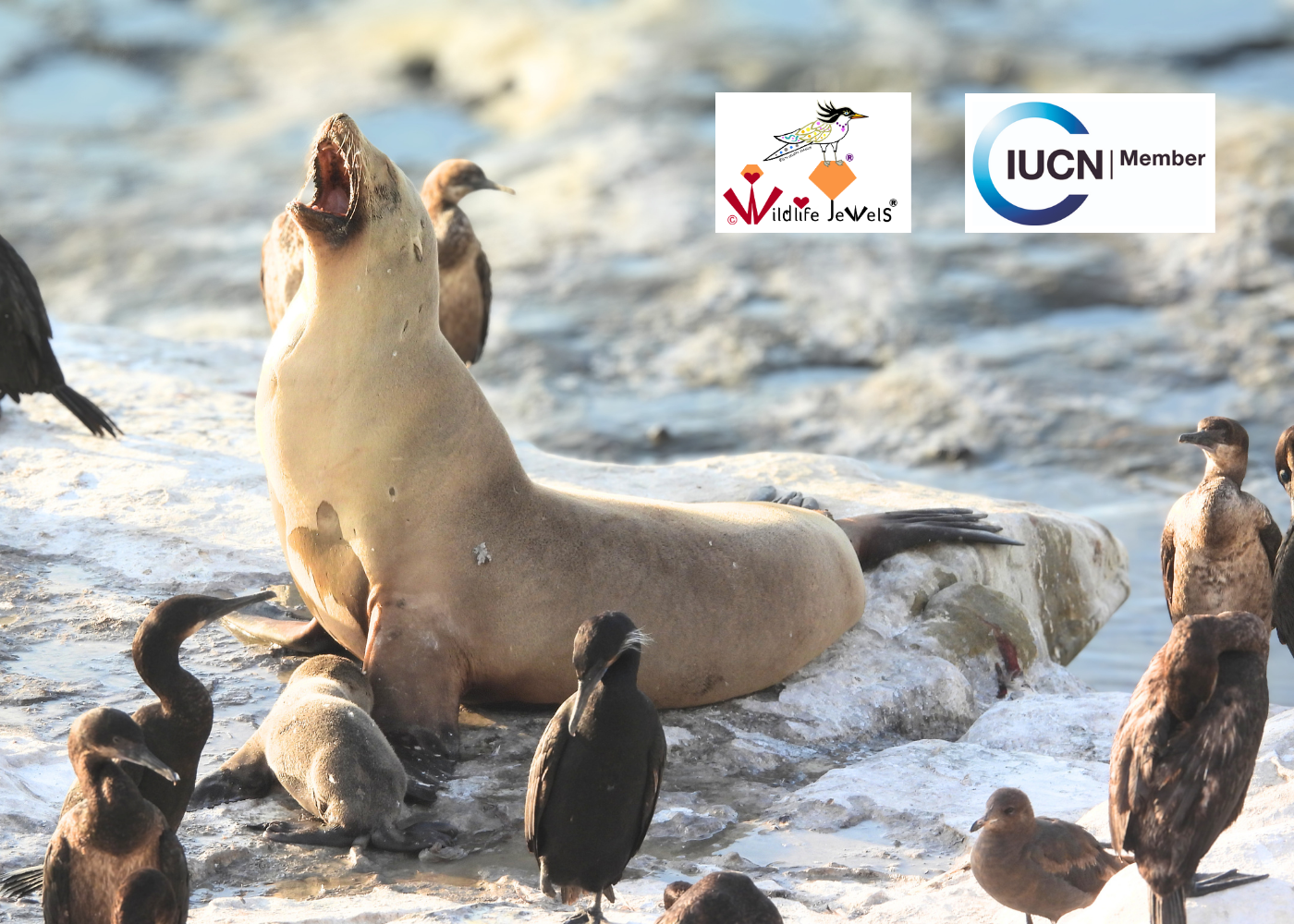 Wildlife Jewels IUCN Member