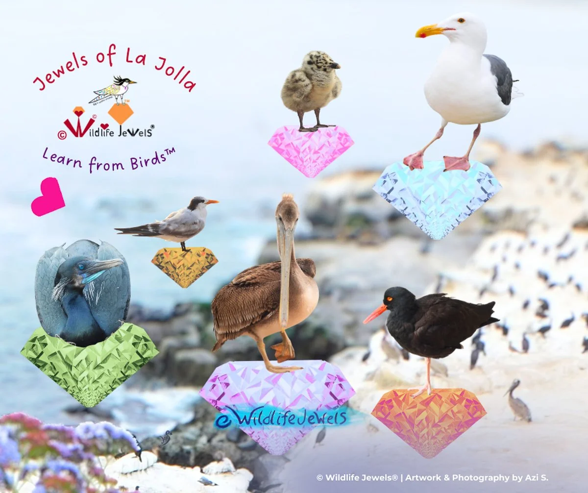 Bird Jewels of La Jolla
