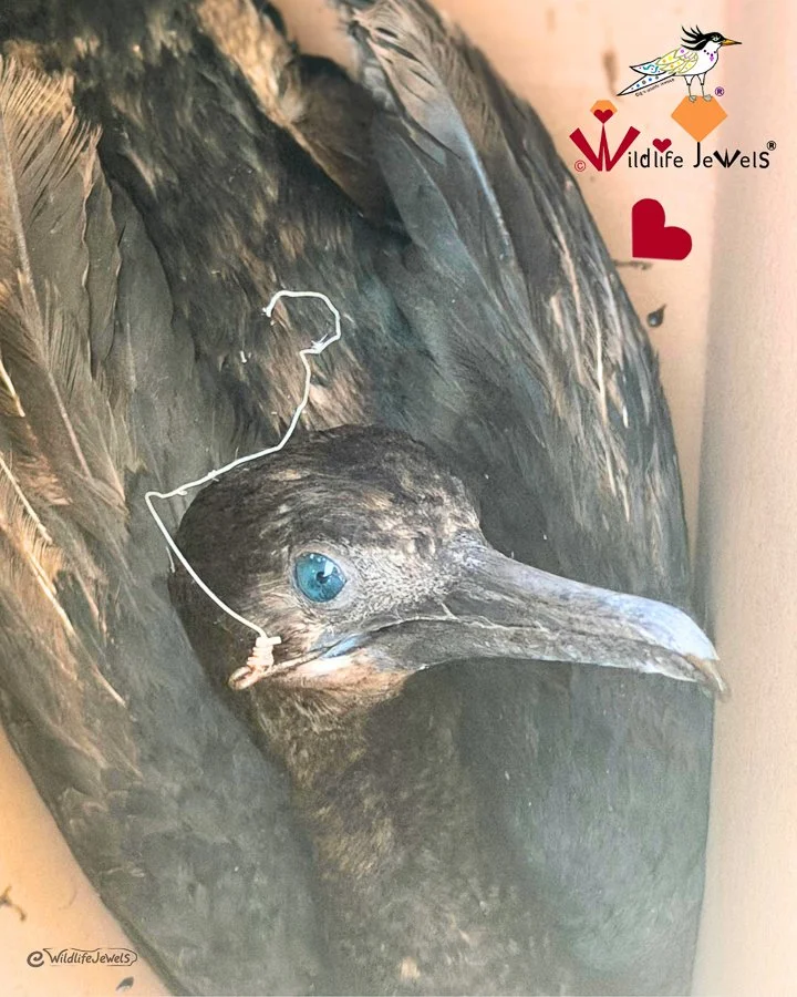 Rescued: Entangled Brandt’s Cormorant Gets a Second Chance in La Jolla