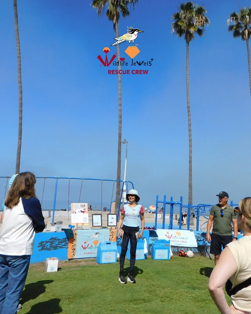 Wildlife Jewels Rescue Crew Training in La Jolla: Supporting Coastal Wildlife