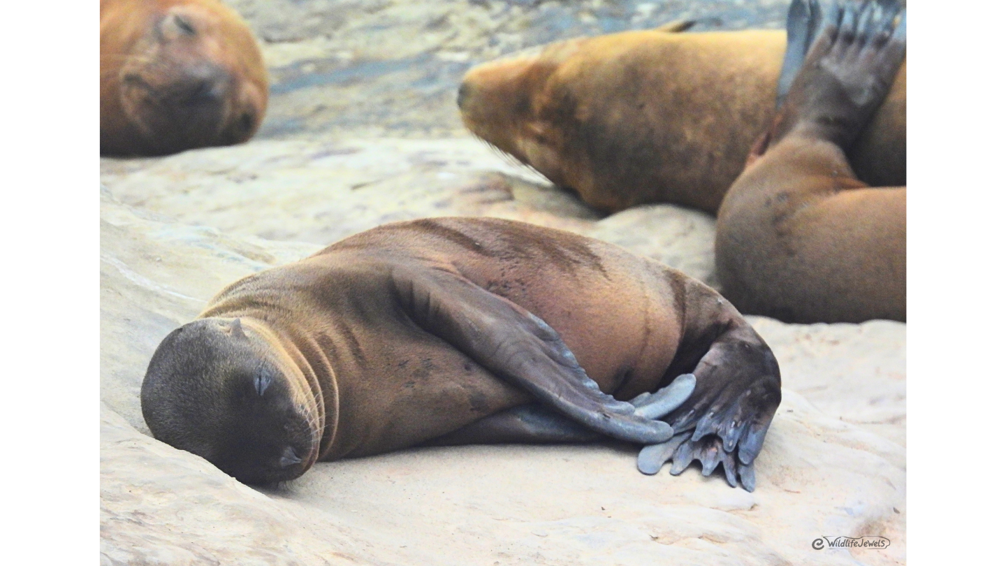 Wildlife Jewels La Jolla-2.png