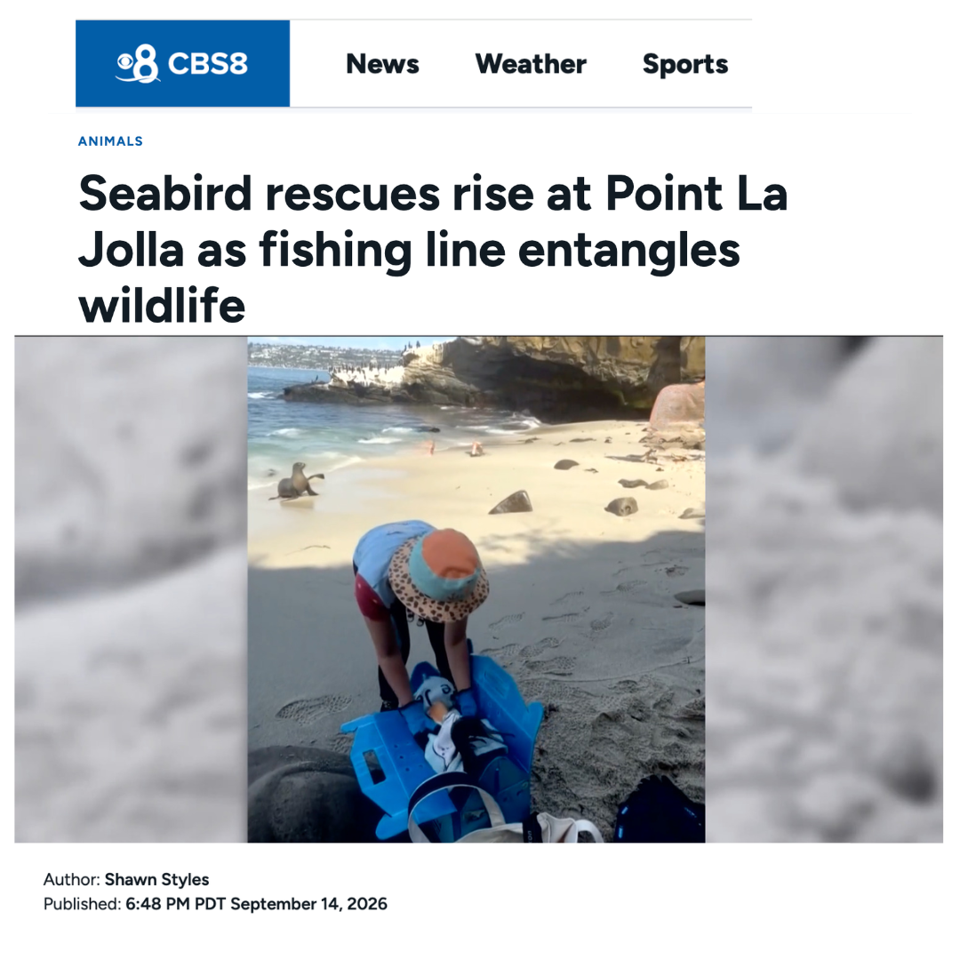 Wildlife Jewels’ Seabird Rescues Featured on CBS 8
