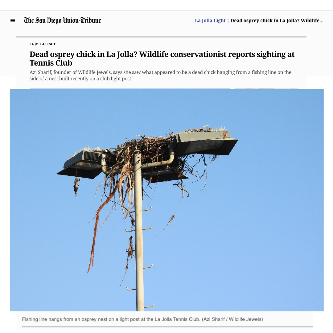 As ospreys continue to make a temporary home out of light posts above the La Jolla Tennis Club, a wildlife conservationist recently made an unsettling observation: 