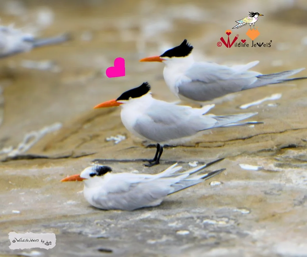 Royal Terns at La Jolla Cove