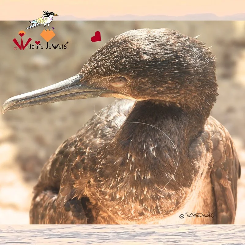 &nbsp;A Growing Crisis: Entangled Cormorants at Point La Jolla