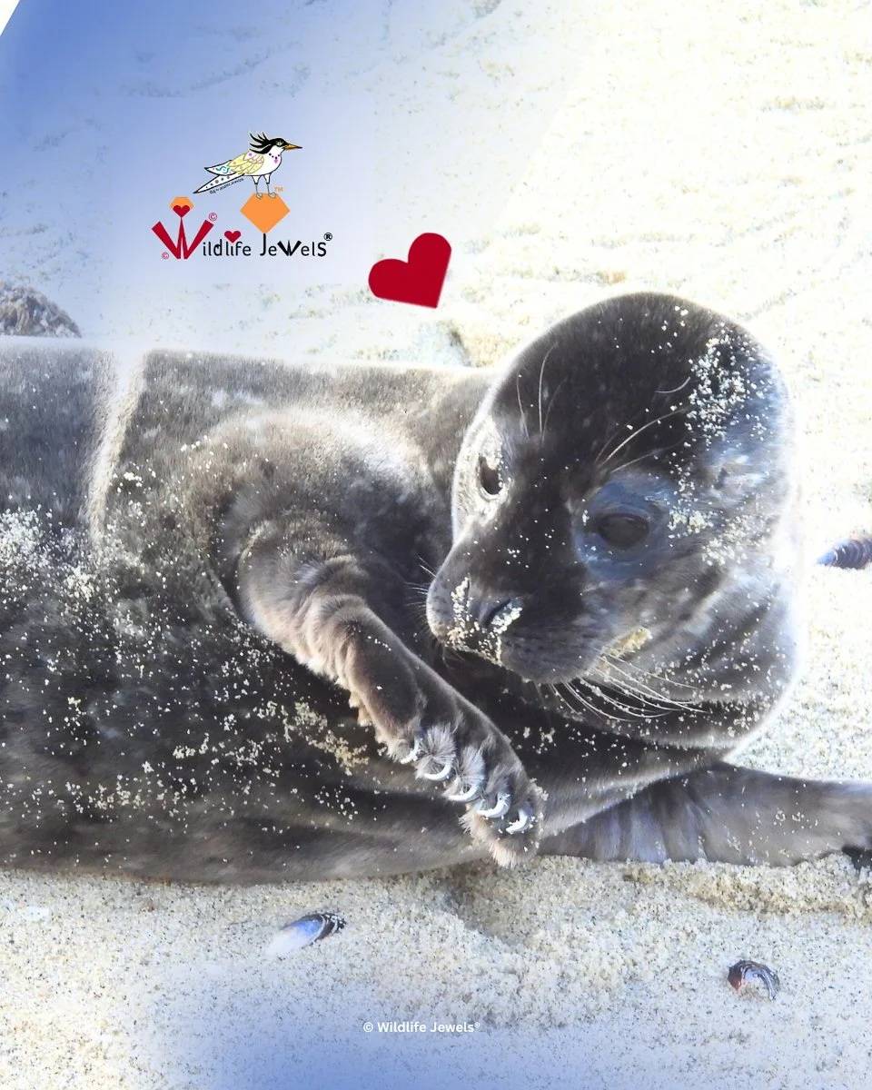 🦭✨ Pupping Season Magic — Children’s Pool, La Jolla