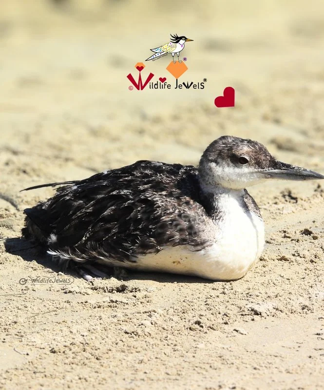 World Migratory Bird Day 2026: Every Bird Counts, Every Life Is Precious