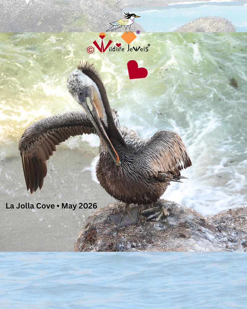 Wildlife Jewels Rescue