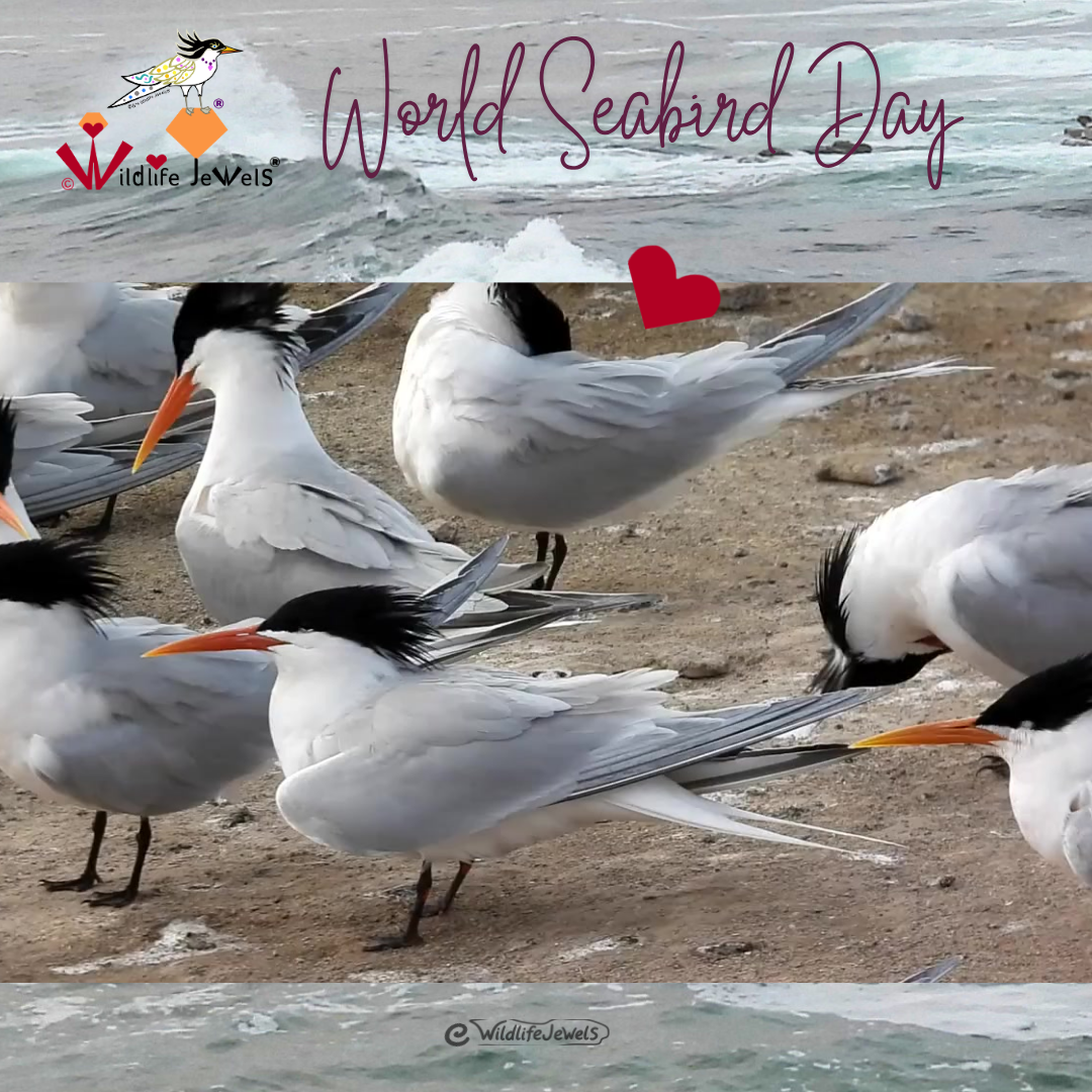Wildlife Jewels World Seabird Day-17.png