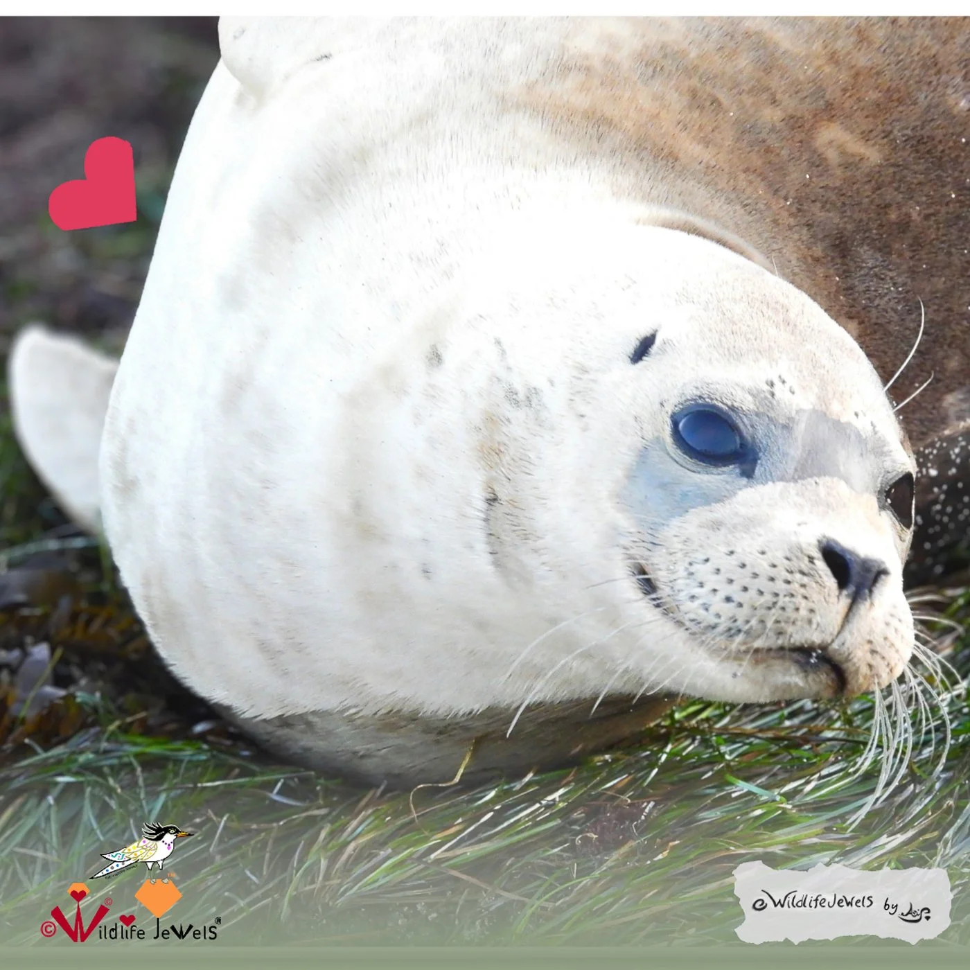 Wildlife Jewels La Jolla Seal Dec 20 2025