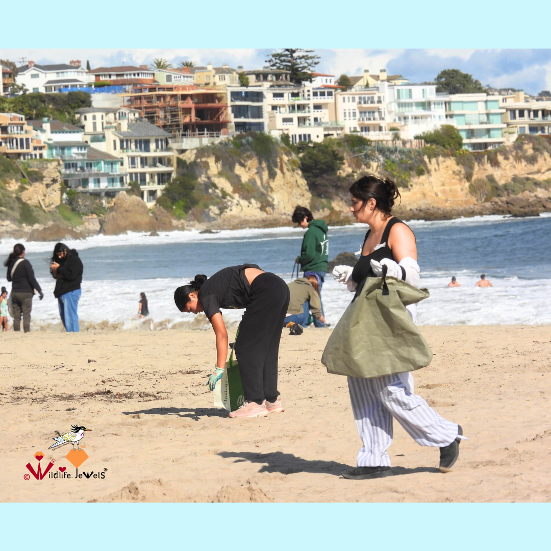 ©Wildlife Jewels-CDM-Sweep-April25.png