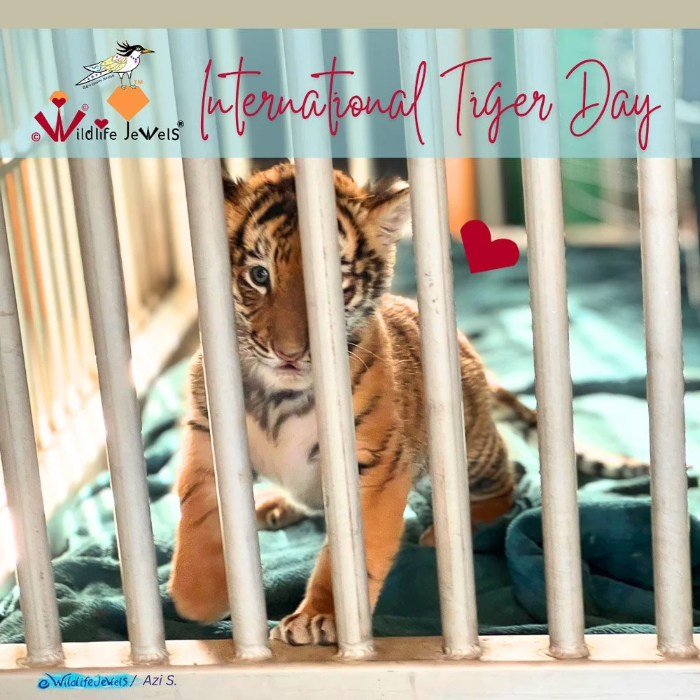 International Tiger Day: A Precious Cub — The Stark Reality of Tiger Trafficking