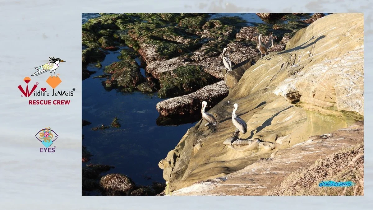 Introducing the Wildlife Jewels Rescue Crew (Pilot Program)