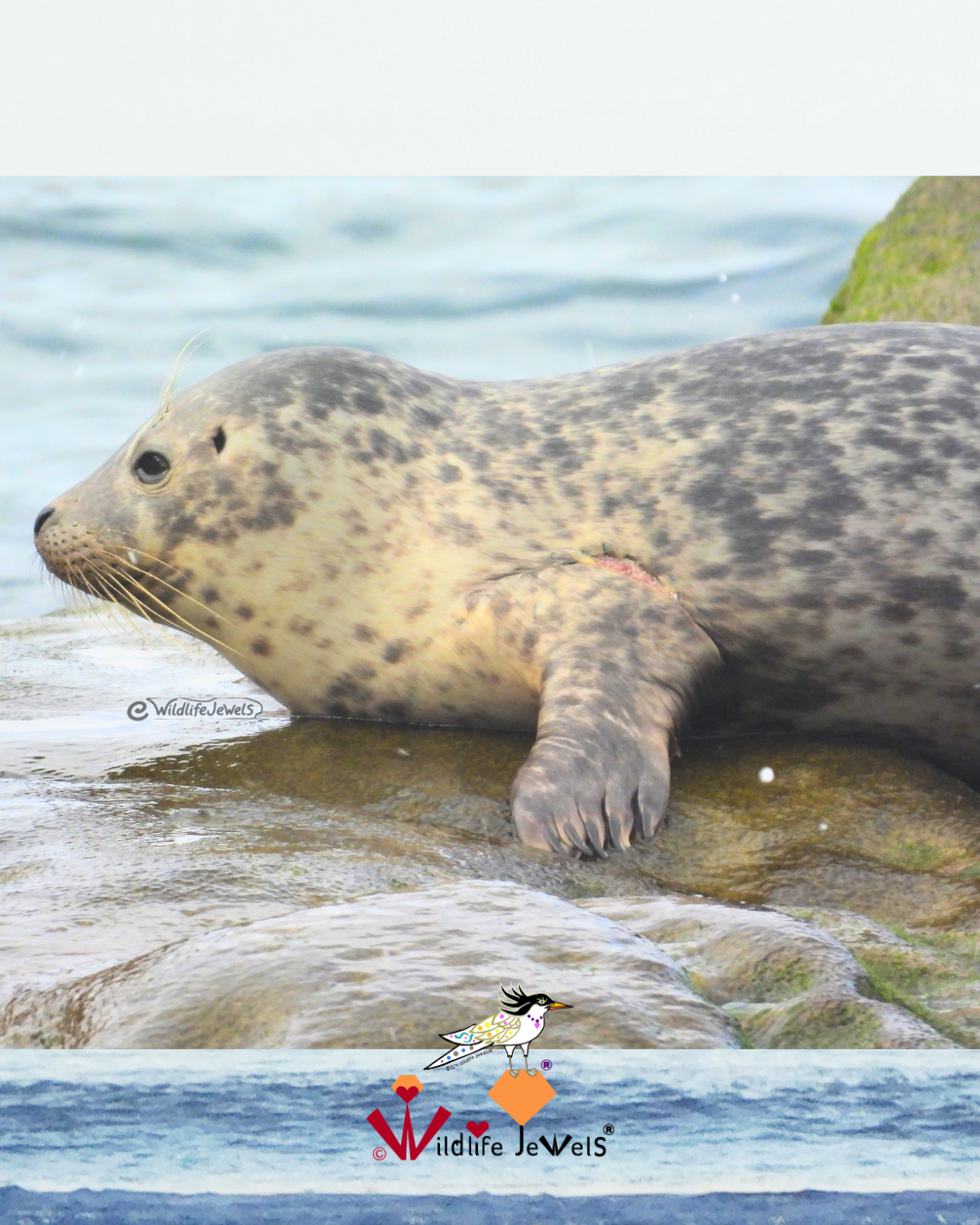Injured Seal Pup Kyanite Still Needs Space to Come Ashore