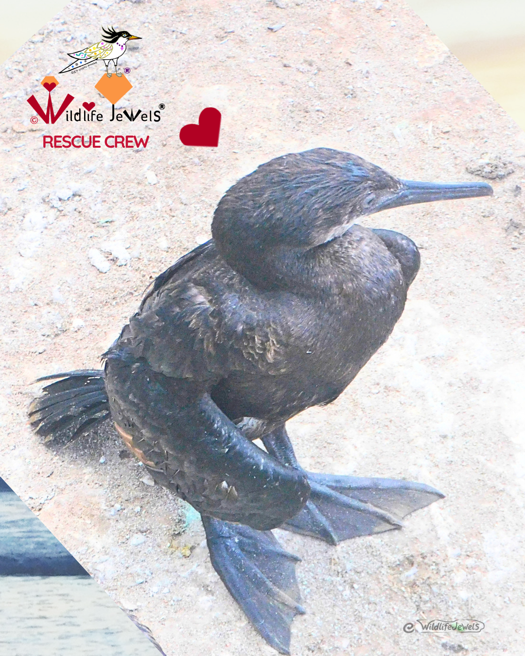 Cormorant Rescued at Point La Jolla by Wildlife Jewels Rescue Crew