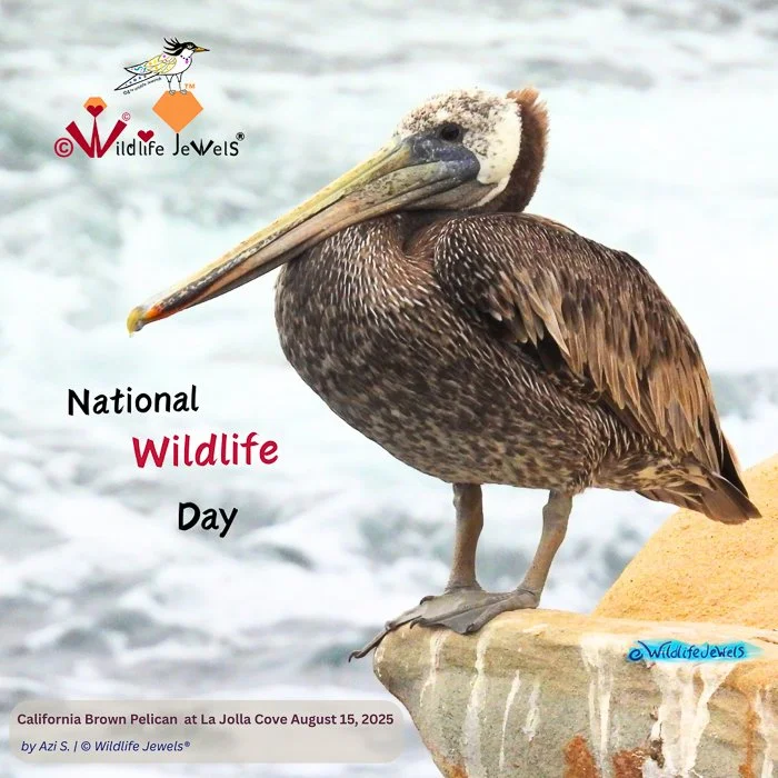 Happy National Wildlife Day!