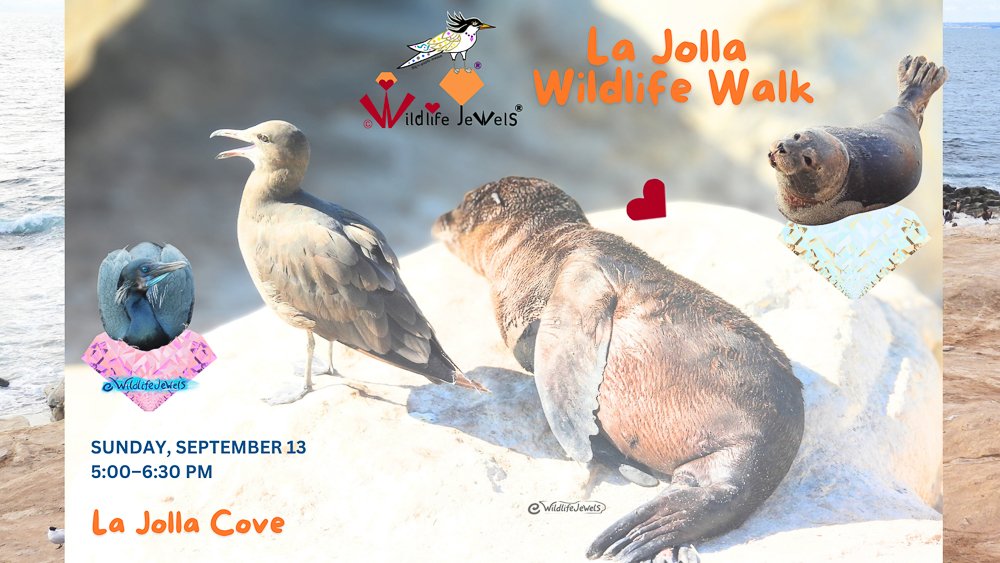 Wildlife Jewels La Jolla Wildlife Walk 