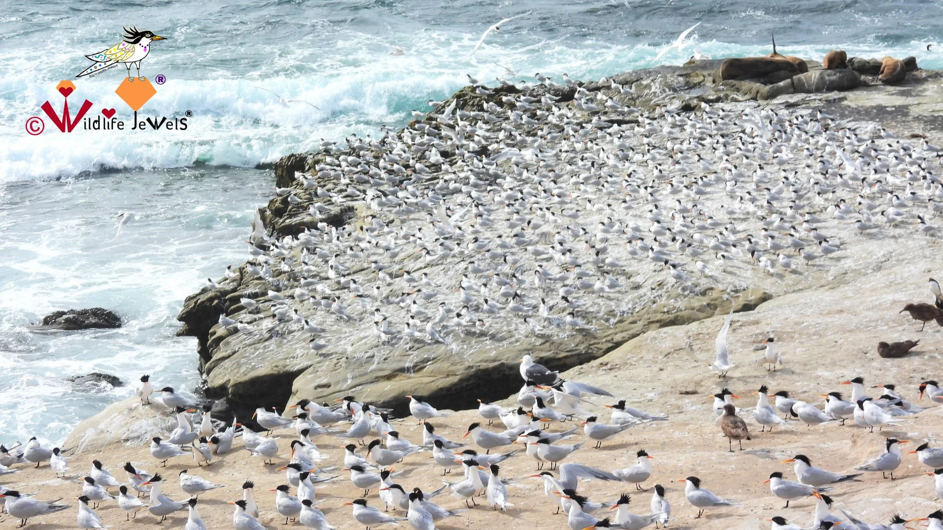 World Migratory Bird Day 2026: Protecting Coastal Birds Through Observation &amp; Rescue