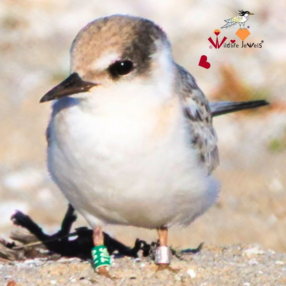 A Tiny Endangered California Least Tern: How Bird Banding Helps Conservation