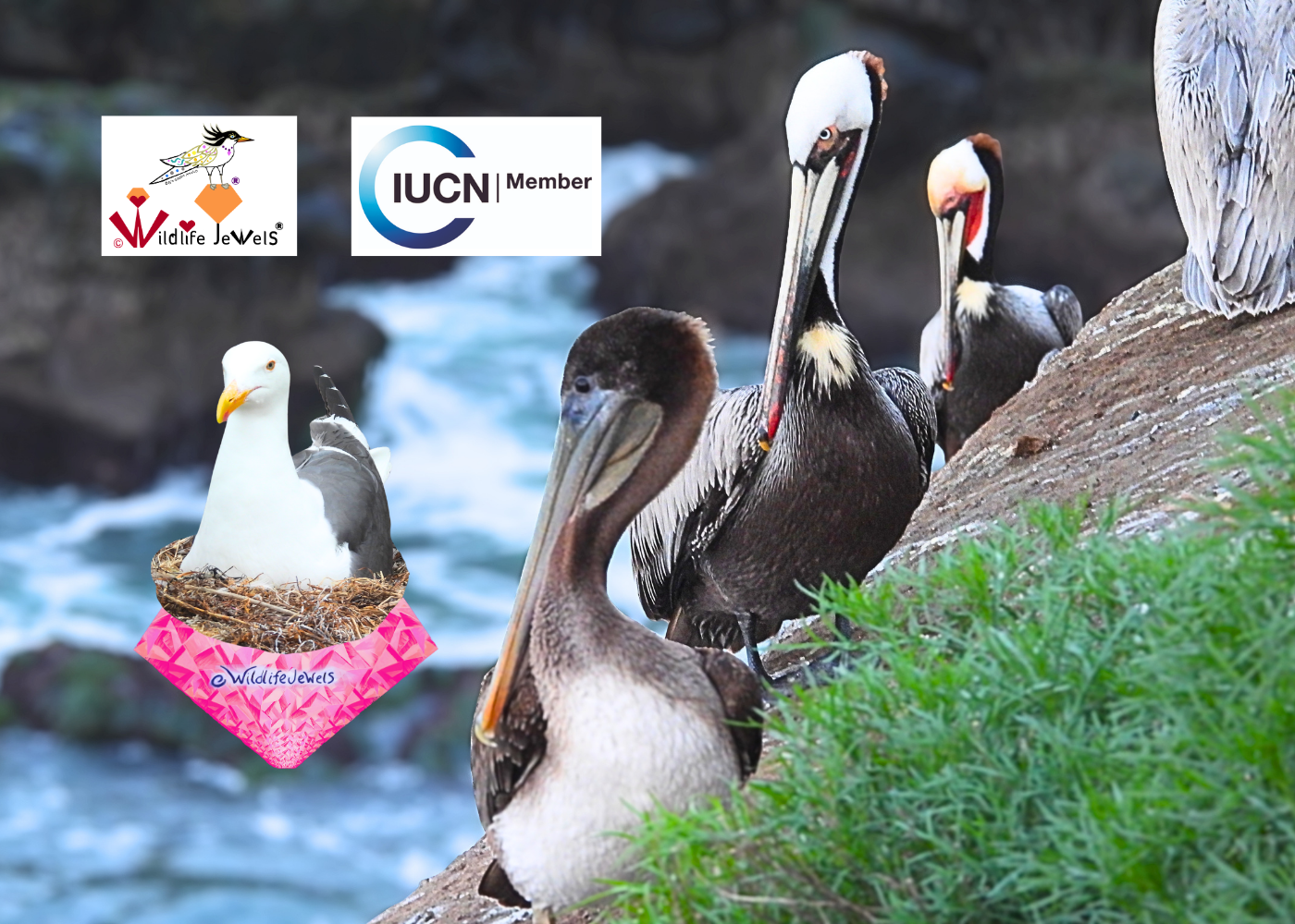 Wildlife Jewels IUCN Member