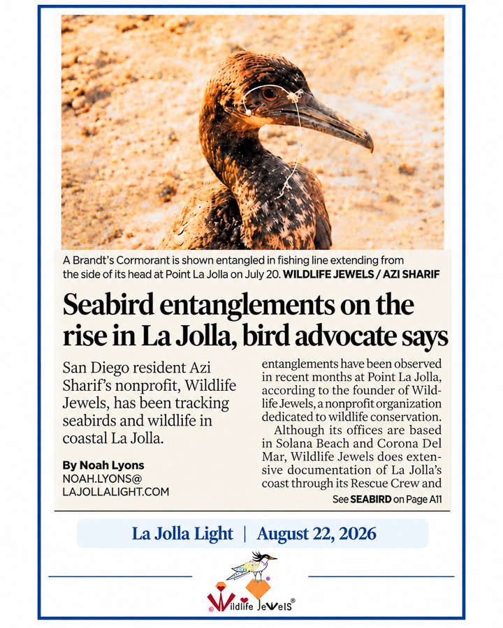 La Jolla’s Seabird Entanglement Crisis Continues