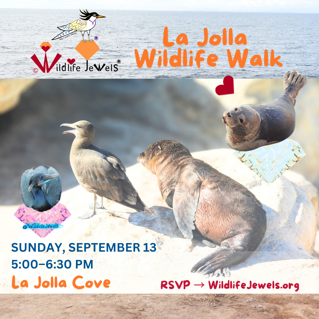 Wildlife Jewels La Jolla Wildlife Walk