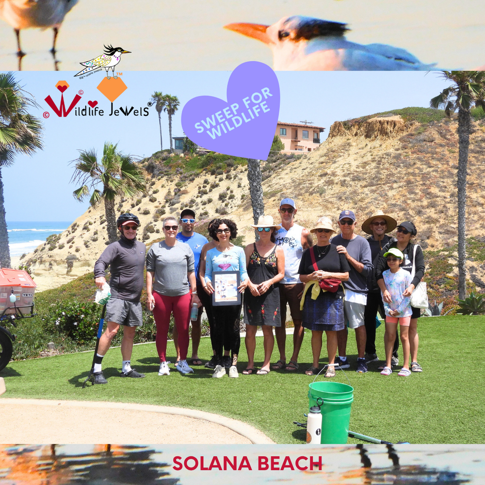 Sweep for Wildlife: A Recap from the Wildlife Jewels Beach Cleanup at  Fletcher Cove Beach!