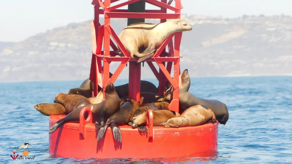 In the Field with OARRA: Monitoring Ocean Wildlife and Coastal Conditions