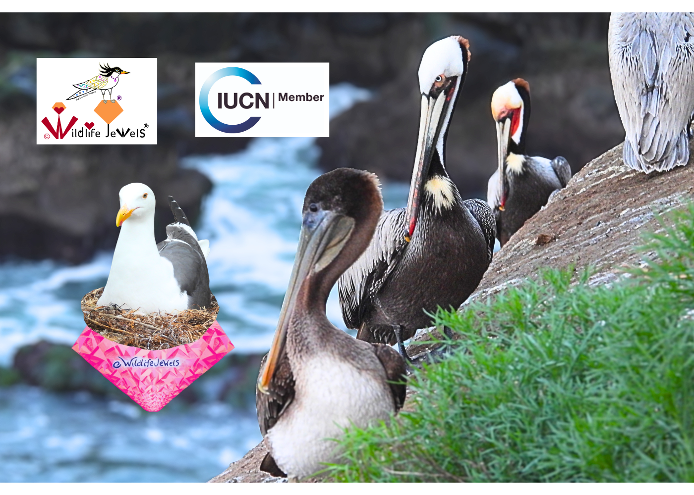 Wildlife Jewels Admitted as New IUCN Member