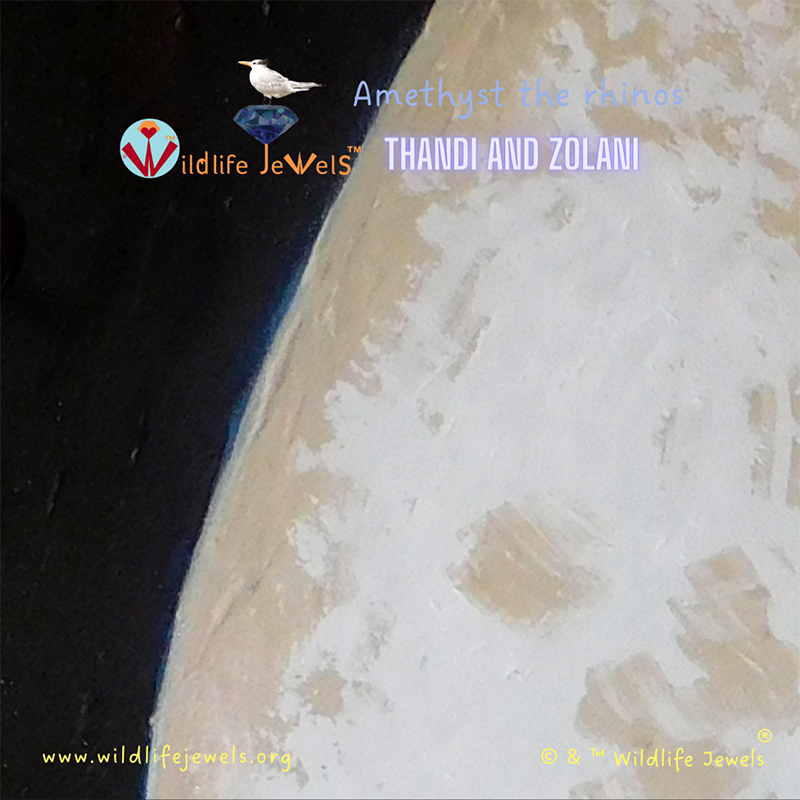 @wildlifejewels thandi-painting2s.png