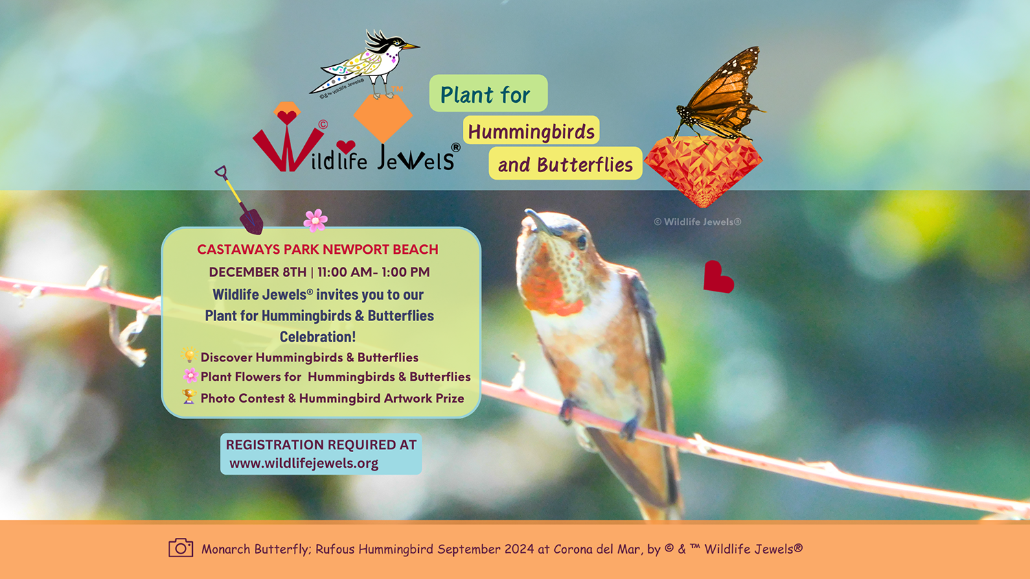 Wildlife Jewels® Plant for Hummingbirds & Butterflies Newport Beach!