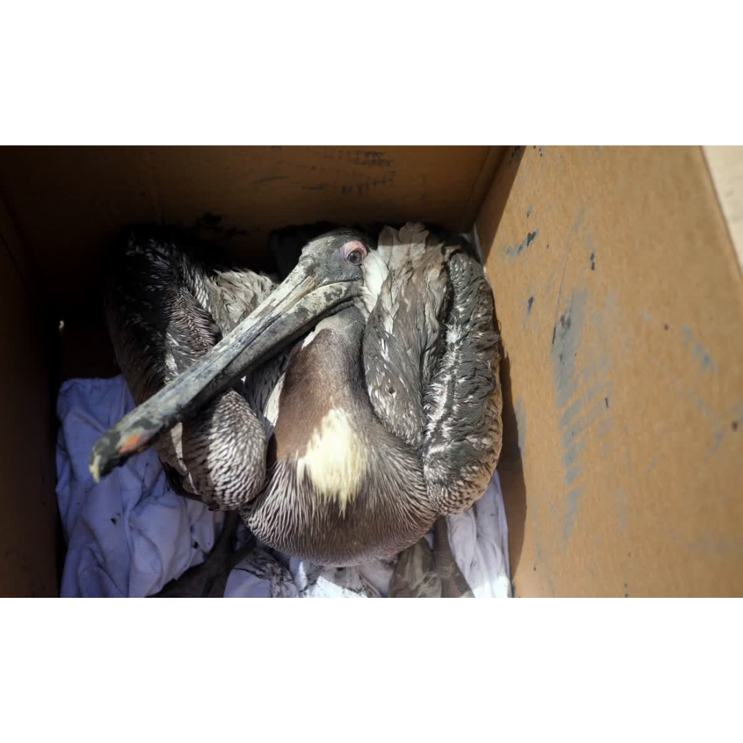 California Brown Pelicans Sickened by Domoic Acid Recovering at WWCC