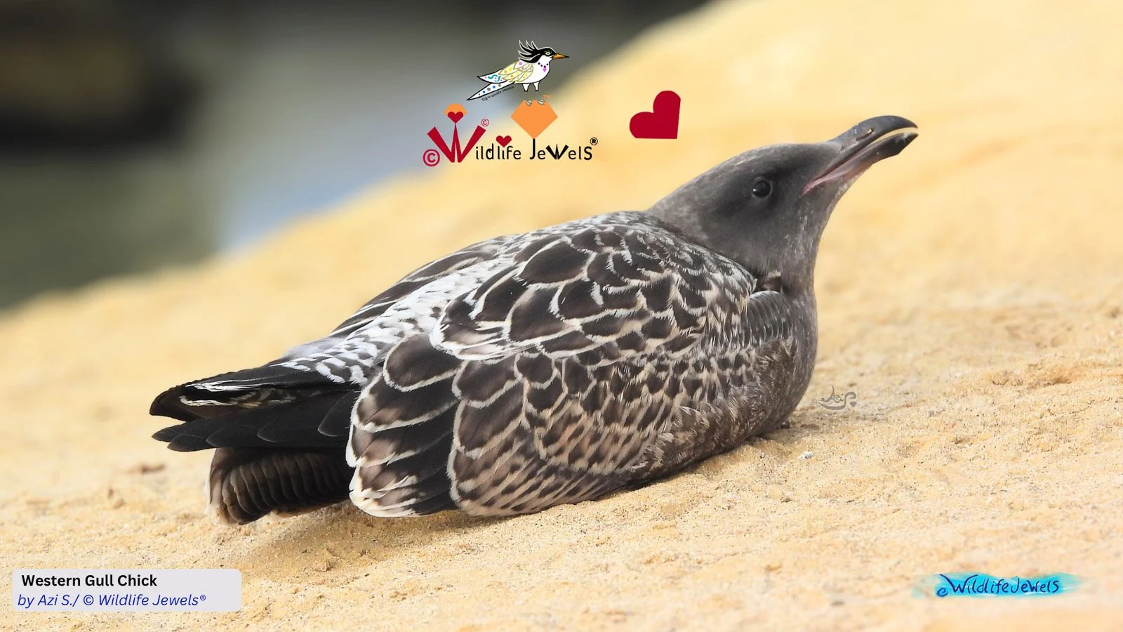 Join Wildlife Jewels EYES in Protecting Gulls