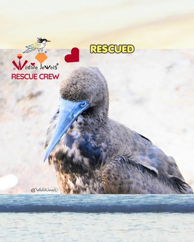 Juvenile Brown Booby Rescued from La Jolla Cove Cliffs After Two-Day Search 
