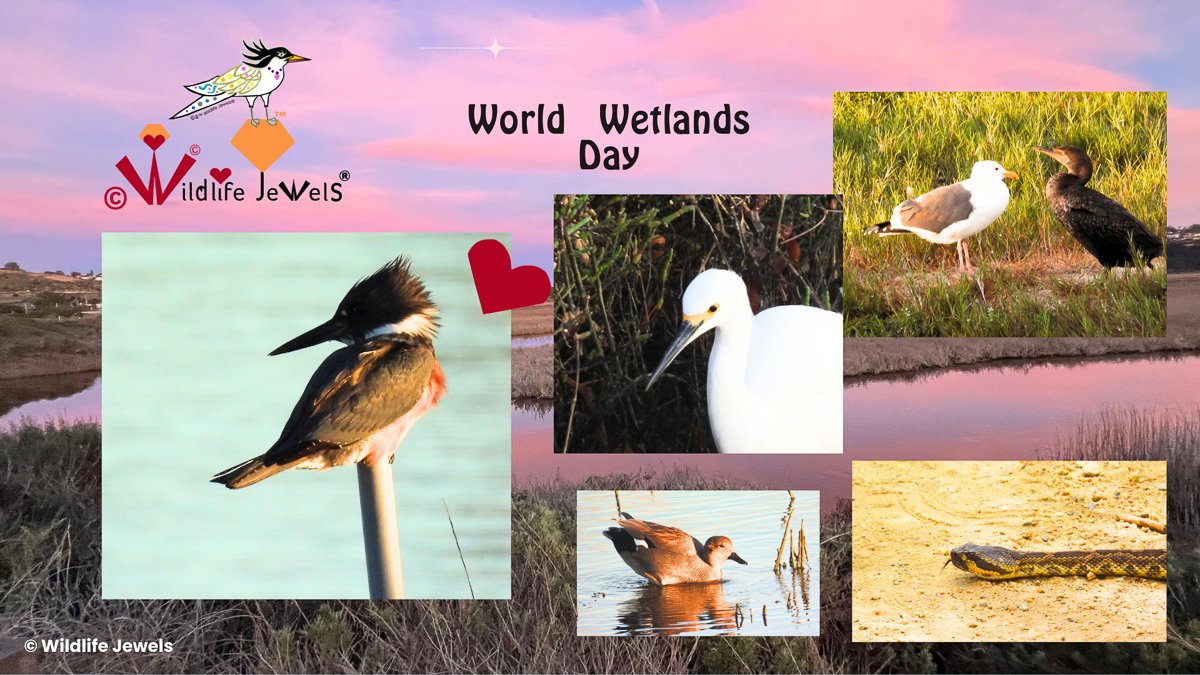 World Wetlands Day 2026: Jewels of San Elijo Lagoon