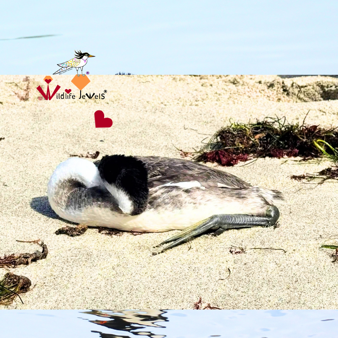 Western Grebe Rescued as Seabirds in Distress Are Found Along the Southern California Coast